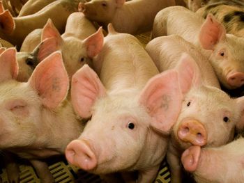 El Senasa impulsa la sanidad para proteger la producción y el comercio.