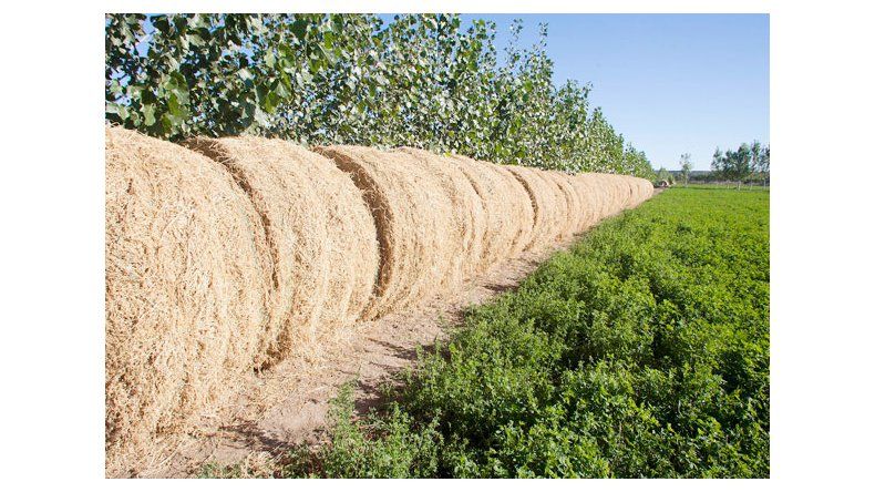La alfalfa es un cultivo que sabemos funciona muy bien, dijeron. La alfalfa es un cultivo que sabemos funciona muy bien, dijeron.