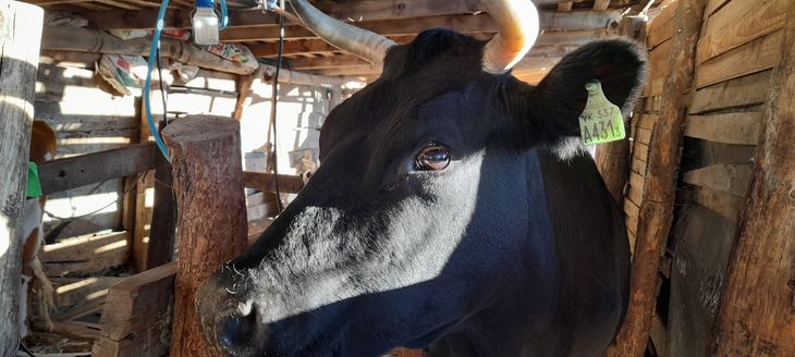 El campo está en la salida de la ciudad de Zapala. Foto: gentileza. El campo está en la salida de la ciudad de Zapala. Foto: gentileza.