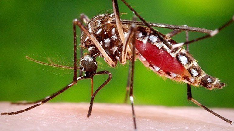 Zona de dengue