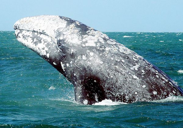 La ballena franca austral llega a Chubut desde el sur para reproducirse. La ballena franca austral llega a Chubut desde el sur para reproducirse.