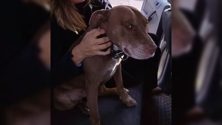 Luciana Ortíz Luna rescató a un perrito perdido en Loncopué y busca a su familia por redes sociales