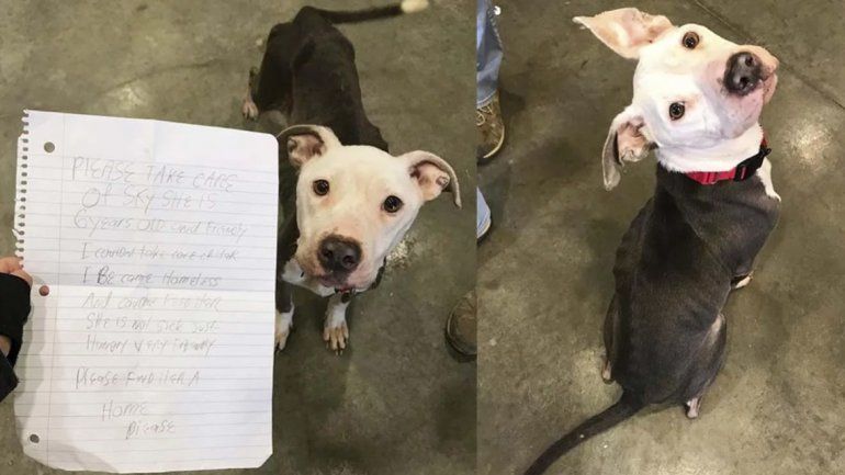 Tuvo que separarse de su perra y dejó un conmovedor mensaje