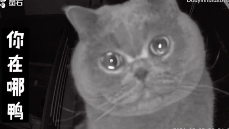 YouTube: gatito llora frente a la cámara porque extraña a su dueña