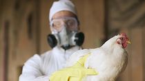 nuevo caso de gripe aviar en las lajas: ya son 7 en neuquen