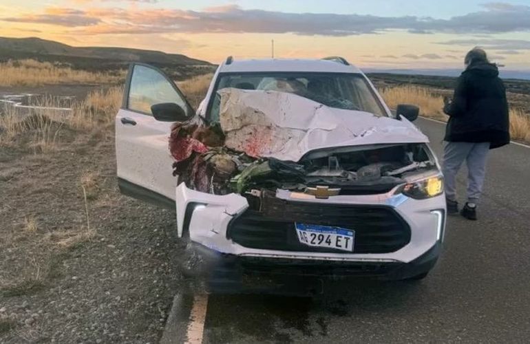 Turistas brasileños atropellaron un guanaco en la Ruta 41, en Santa Cruz.