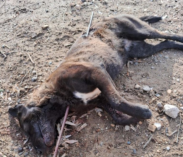 Impresionante: así encontraron a la perra asesinada en Las Heras, Santa Cruz. Impresionante: así encontraron a la perra asesinada en Las Heras, Santa Cruz.