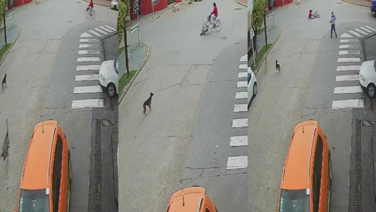 Insólito: un avestruz a gran velocidad chocó a una ciclista en pleno centro