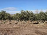 El despertar de la meseta: Arrancó la cosecha de olivos en el corazón del desierto patagónico. El despertar de la meseta: Arrancó la cosecha de olivos en el corazón del desierto patagónico.