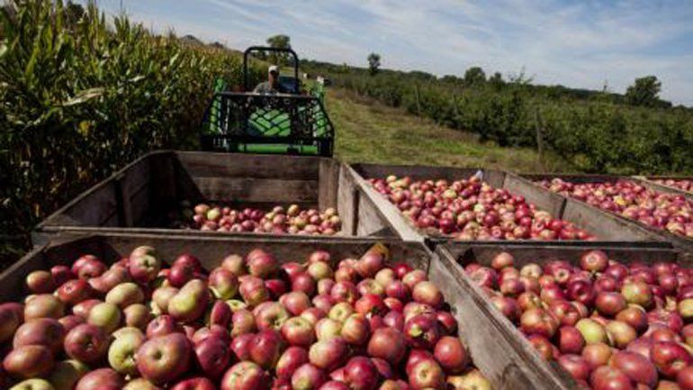 Oficializaron la emergencia para la producción de peras y manzanas