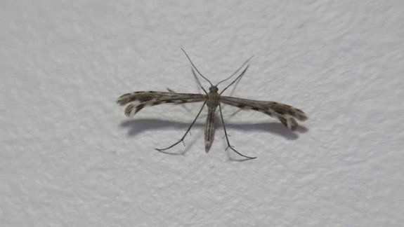 ¿Qué son los insectos que invadieron el Valle en los últimos días?