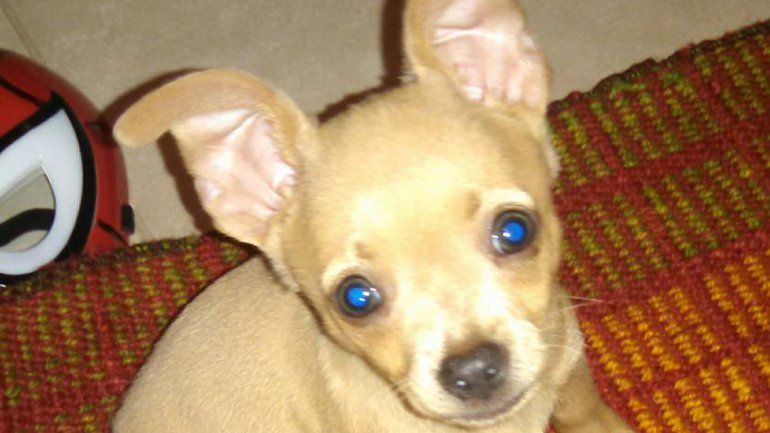 Una tierna recompensa por su perro: ofrece la Play