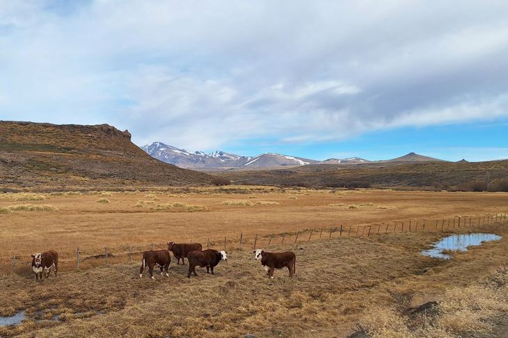 Aunque la crisis hídrica continúa afectando a los campos, Neuquén cerró 2025 con el mayor rodeo bovino de los últimos diez años. Aunque la crisis hídrica continúa afectando a los campos, Neuquén cerró 2025 con el mayor rodeo bovino de los últimos diez años.