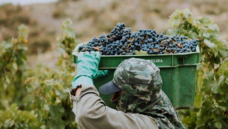 A veinte años de la primera vendimia, se viene gran fiesta