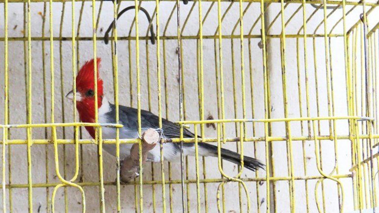 Psitacosis: hallaron 16 aves silvestres en cautiverio