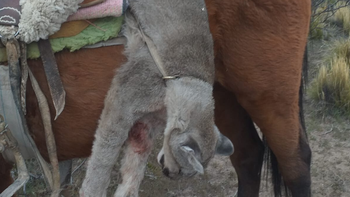 photoPablo Gáspero (INTA): “El control letal por sí solo muestra un desempeño muy pobre al intentar reducir las pérdidas por depredación”. | LM Neuquen photoPablo Gáspero (INTA): “El control letal por sí solo muestra un desempeño muy pobre al intentar reducir las pérdidas por depredación”.