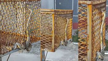 La sorpresiva aparición de una culebra generó preocupación entre los vecinos de la zona. | LM Neuquen La sorpresiva aparición de una culebra generó preocupación entre los vecinos de la zona.