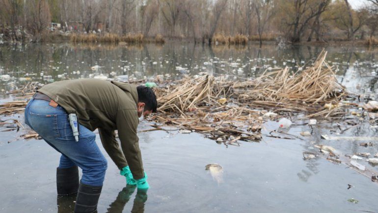 Investigan la muerte de peces en la laguna Paimún