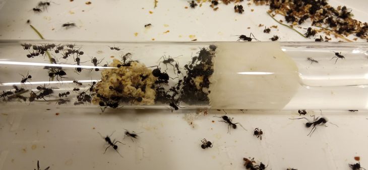 Las hormigas cortadoras, una de las plagas presentes en la Patagonia. Foto: José Villacide. Las hormigas cortadoras, una de las plagas presentes en la Patagonia. Foto: José Villacide.