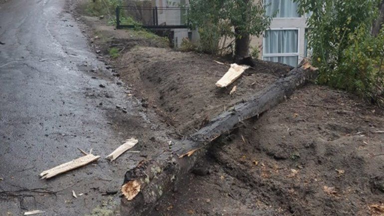 El temporal provocó caída de árboles y cortes de luz
