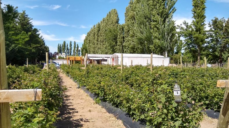En chacra La Piedad se especializan en moras y frambuesas. Foto: gentileza