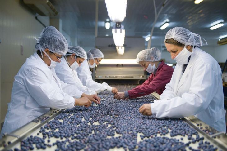 La sobreoferta de arándanos en el mercado de China generó un desplome de precios. La sobreoferta de arándanos en el mercado de China generó un desplome de precios.