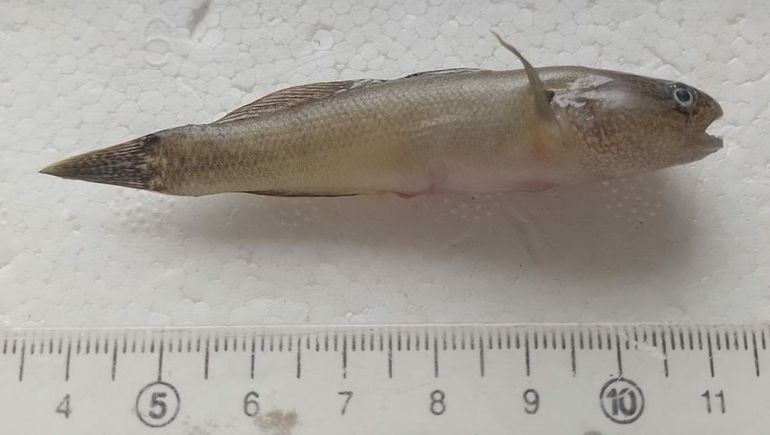 El gobio capturado en la zona de Viedma