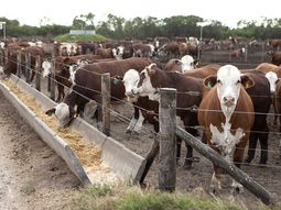 La hacienda de feedlot, un factor clave para el abastecimiento del mercado. La hacienda de feedlot, un factor clave para el abastecimiento del mercado.