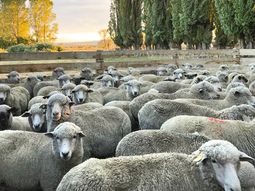 El potencial de la producción ovina de calidad en Neuquén es muy alto. El potencial de la producción ovina de calidad en Neuquén es muy alto.