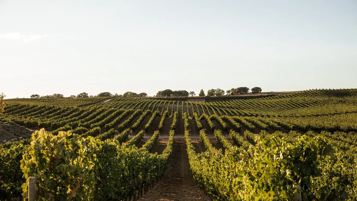 Cómo clasificar los vinos