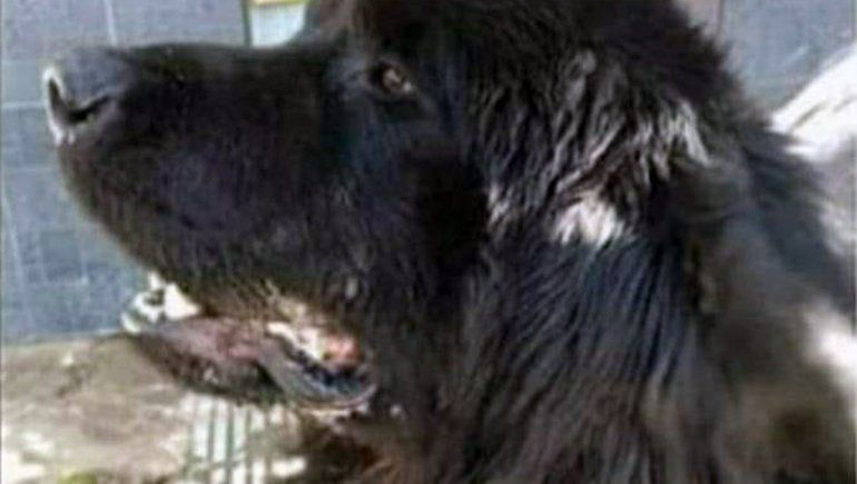 Denuncian que un joven mató a un perro a patadas