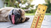 los perros y calor: la temperatura a partir de la cual empiezan a sufrir y como cuidarlos los perros y calor: la temperatura a partir de la cual empiezan a sufrir y como cuidarlos