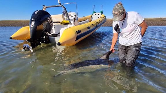 Construirán una camilla para rescatar delfines varados