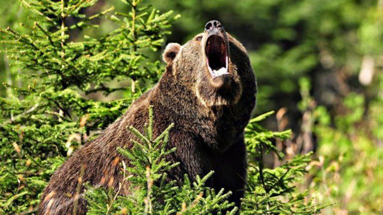 El oso negro