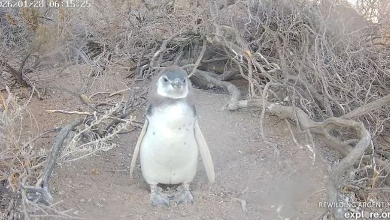 Los pinguinos se muestran en vivo desde su hábitat natural.