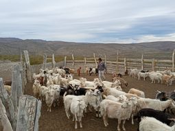 “Si no descargamos ahora, el pastizal no resistirá el verano”. Carlos Caivano, Dir. de Ganadería. “Si no descargamos ahora, el pastizal no resistirá el verano”. Carlos Caivano, Dir. de Ganadería.