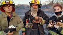 Bomberos de Matheu rescatan cachorros de un incendio. Bomberos de Matheu rescatan cachorros de un incendio.
