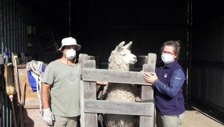 ¿Los anticuerpos de llamas pueden favorecer tratamiento de Covid-19?