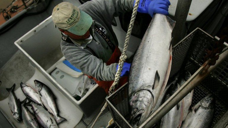 Los primeros salmones Chinook fueron introducidos en los 70.