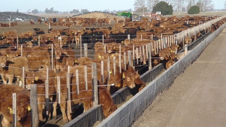 La producción de carne en feedlot también mostró números récord en estos primeros seis meses del año. La producción de carne en feedlot también mostró números récord en estos primeros seis meses del año.