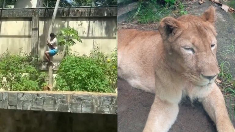El joven invadió deliberadamente la jaula de la leona y murió tras ser atacado por el animal.