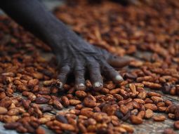 El grano, que en 2024 superó precios récord de 12.000 dólares por tonelada, acumula ahora un desplome histórico impulsado por excedentes de producción.