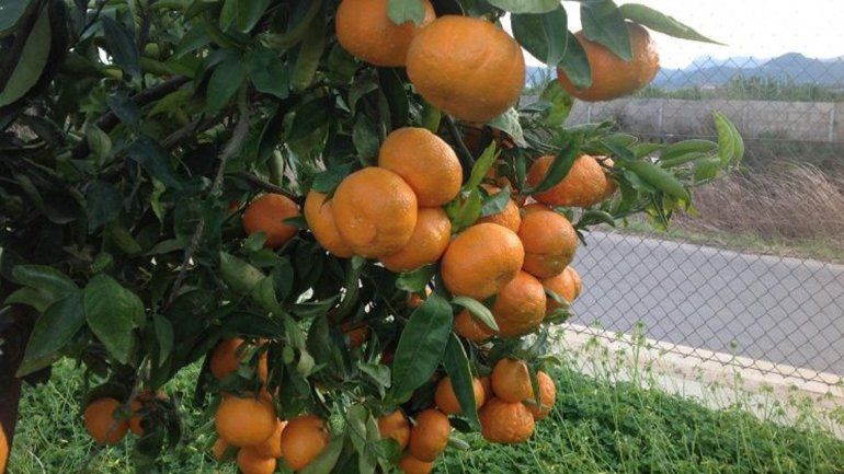 La joven sacó el cítrico de una de las quintas de producción.