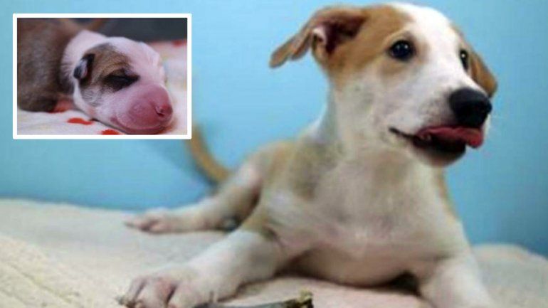 Por primera vez se clonó a una mascota en la Argentina