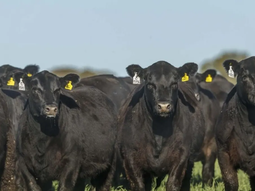 La cáida del sotck ganadero, solo una muestra más de la decadencia de la Argentina. La cáida del sotck ganadero, solo una muestra más de la decadencia de la Argentina.