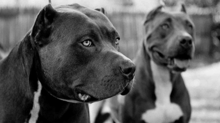 Perros de raza pitbull.