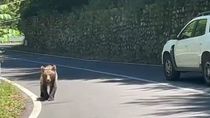 Las lesiones que le provocó el oso al motociclista fueron demasiado graves y no logró sobrevivir