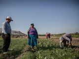 El agro es una de las actividades donde existe una gran cantidad de programas sociales, cuyos beneficiarios trabajan y no terminan de insertarse en el mercado formal.&nbsp;