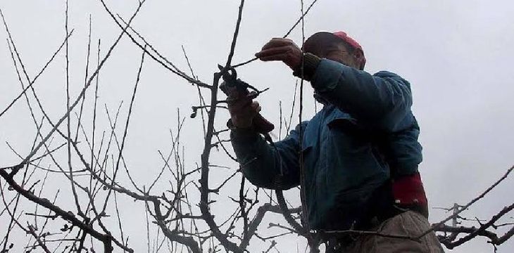 El trabajo temporario representa cerca del 70% del empleo rural en el país. El trabajo temporario representa cerca del 70% del empleo rural en el país.