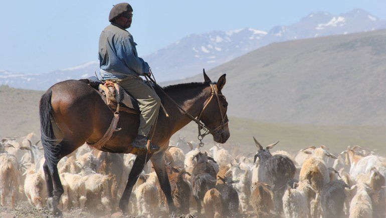 La sequía pone en jaque la tradición de la trashumancia